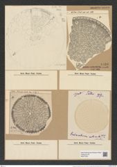 Aulacodiscus reticulatus Pant. (de-Toni-Nr.: Genus 182, Species 4554) Zeichnungen Sammlung Grunow Nr. 8160 (NHMW-BOT-W0377525)